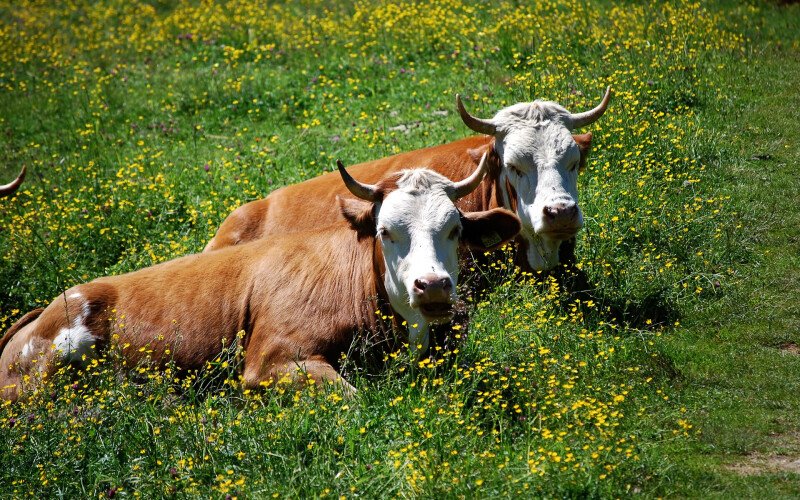Cow_0060.jpg