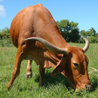 Cow_0063
