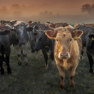 Cow_0064