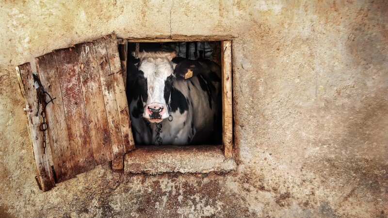 Cow_0065.jpg
