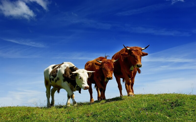 Cow_0066.jpg