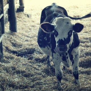 Cow_0067