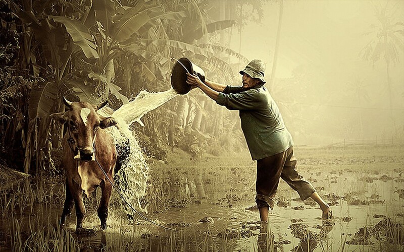 Cow_0068.jpg