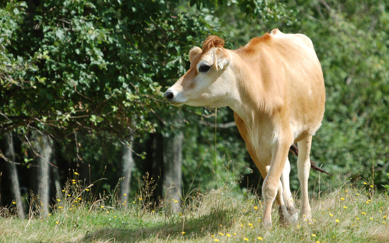 Cow_0069.jpg