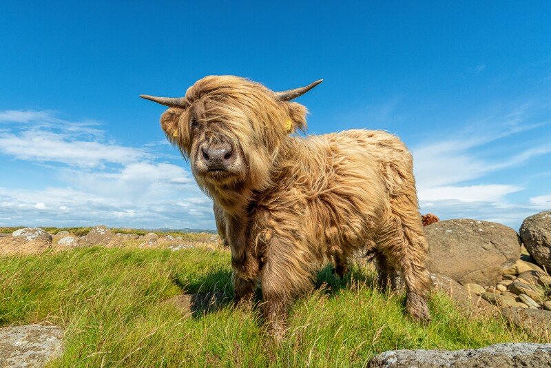 Cow_0073.jpg