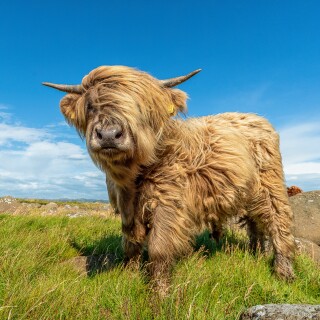 Cow_0073