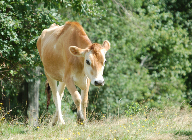 Cow_0075.jpg