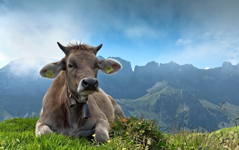 Cow_0076.jpg
