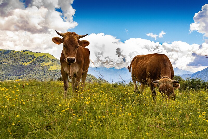 Cow_0078.jpg