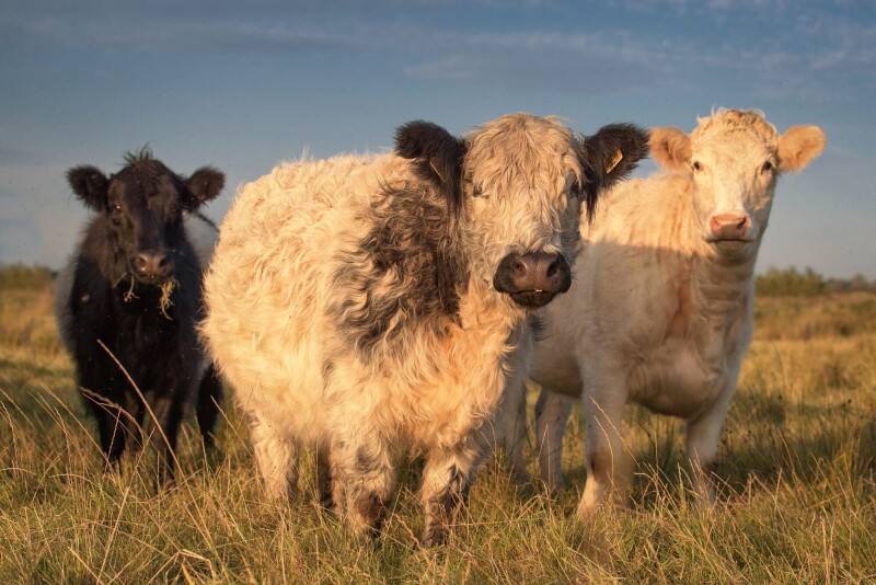 Cow_0082.jpg