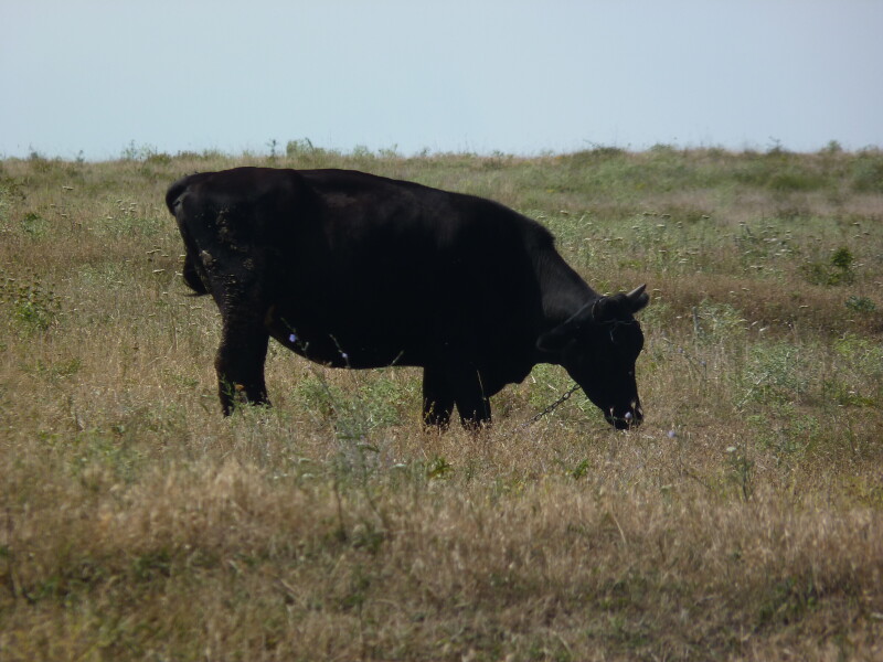 Cow_0084.jpg