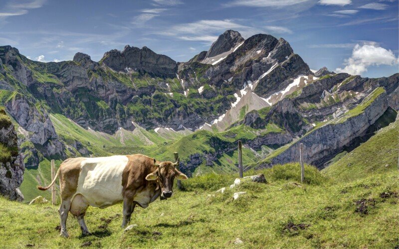 Cow_0086.jpg