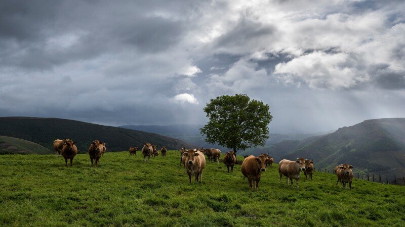 Cow_0094.jpg