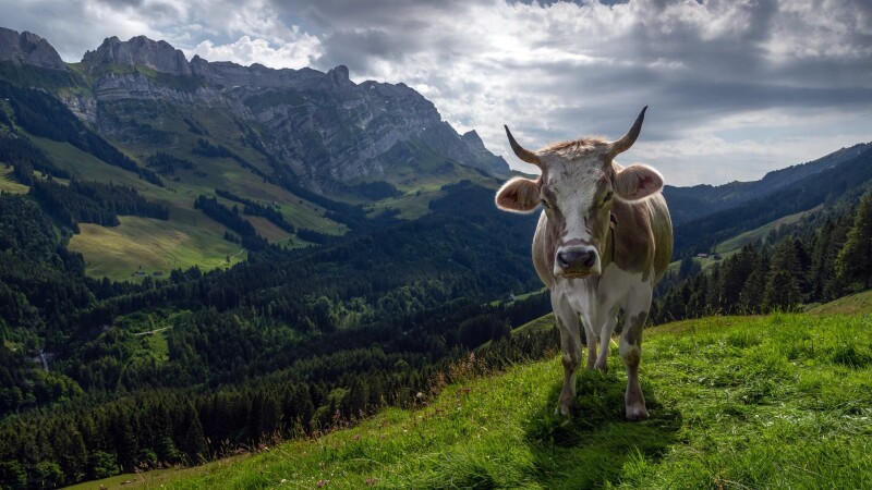 Cow_0095.jpg