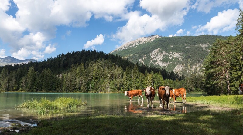 Cow_0101.jpg