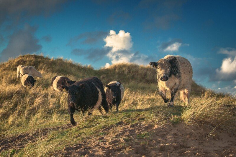 Cow_0104.jpg