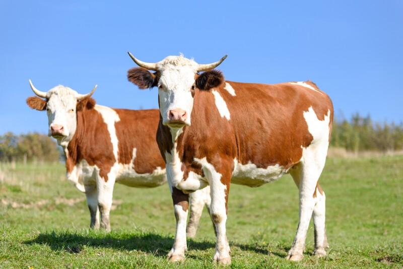Cow_0105.jpg