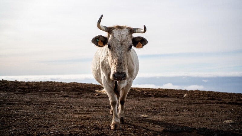 Cow_0112.jpg