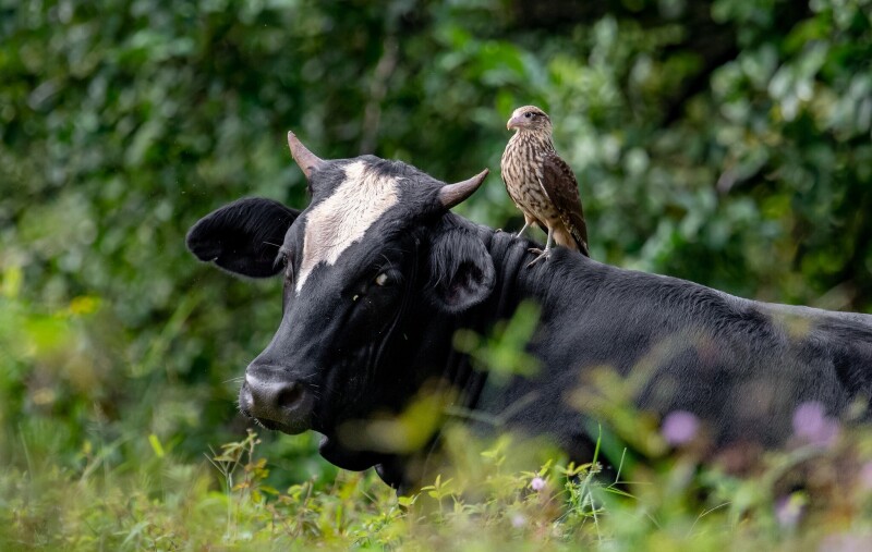 Cow_0113.jpg