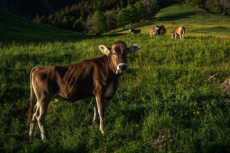 Cow_0117.jpg