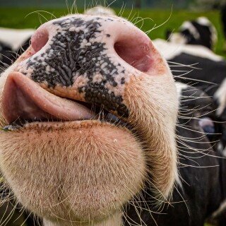 Cow_0119