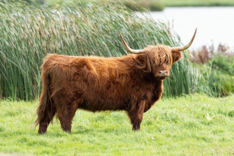 Cow_0120.jpg
