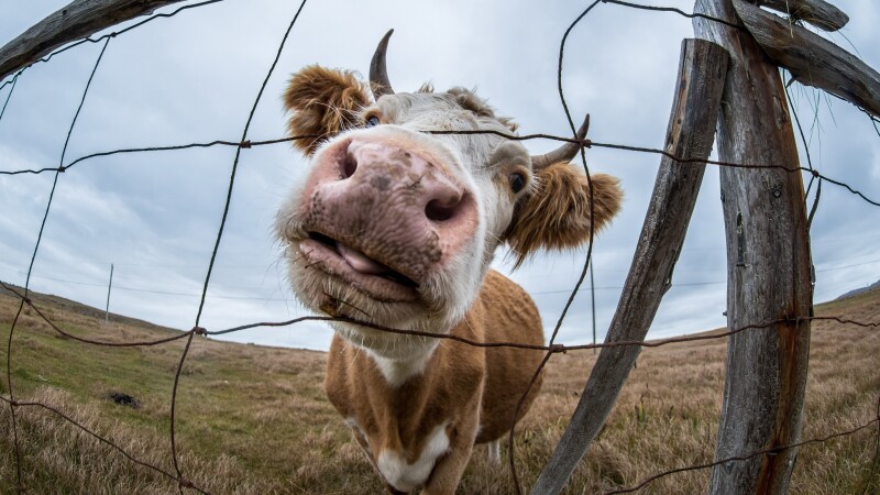 Cow_0121.jpg