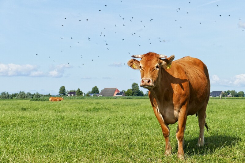 Cow_0125.jpg