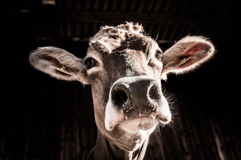 Cow_0126.jpg