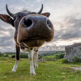 Cow_0128