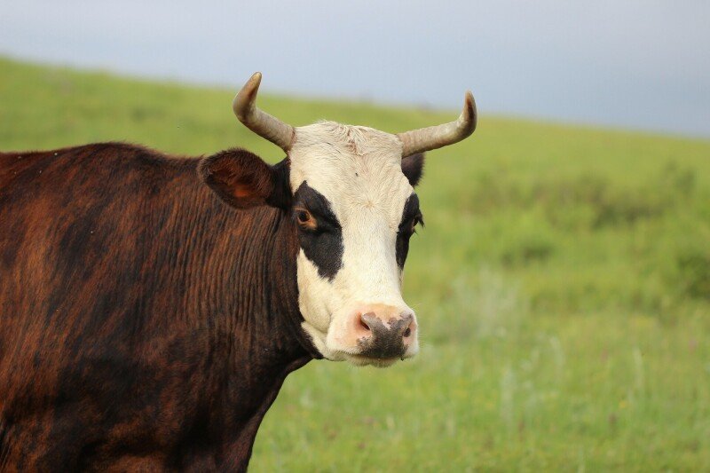 Cow_0130.jpg