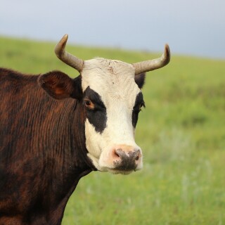 Cow_0130