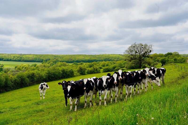 Cow_0131.jpg