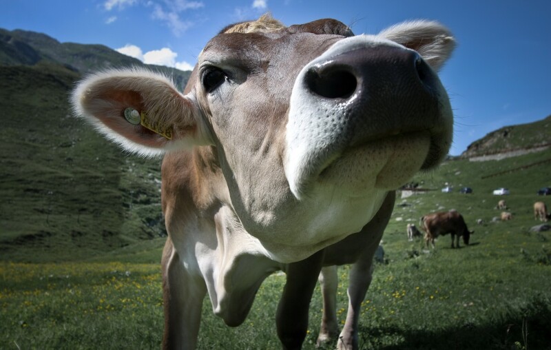 Cow_0132.jpg