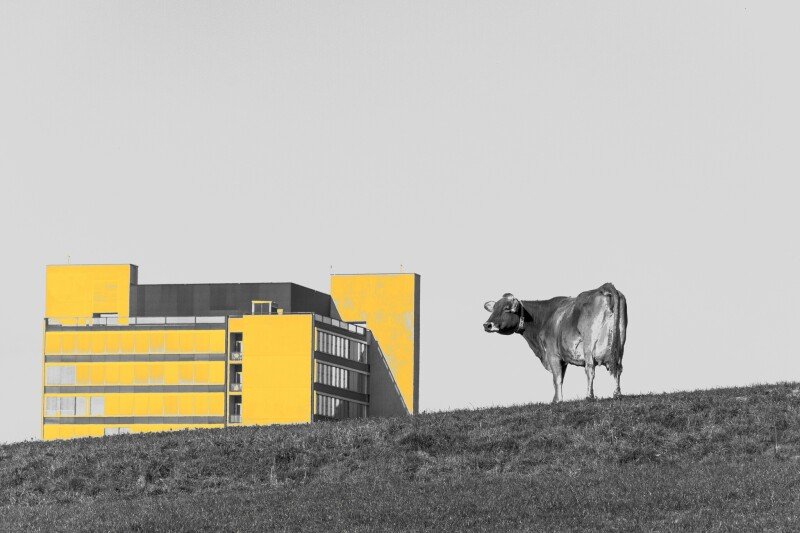 Cow_0135.jpg