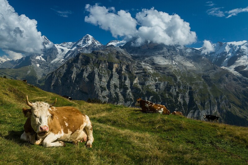 Cow_0140.jpg
