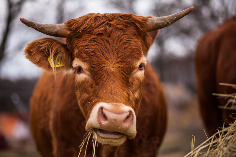 Cow_0142.jpg