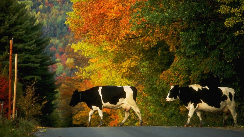 Cow_0143.jpg