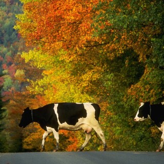 Cow_0143