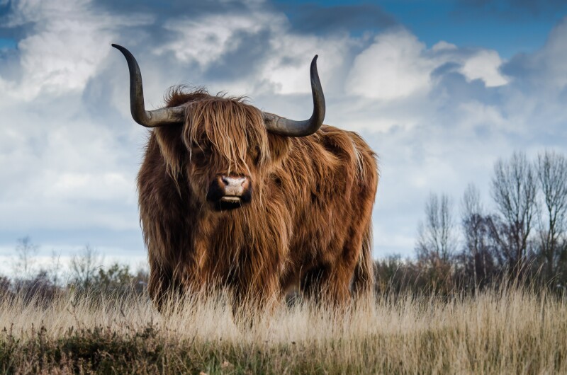 Cow_0144.jpg