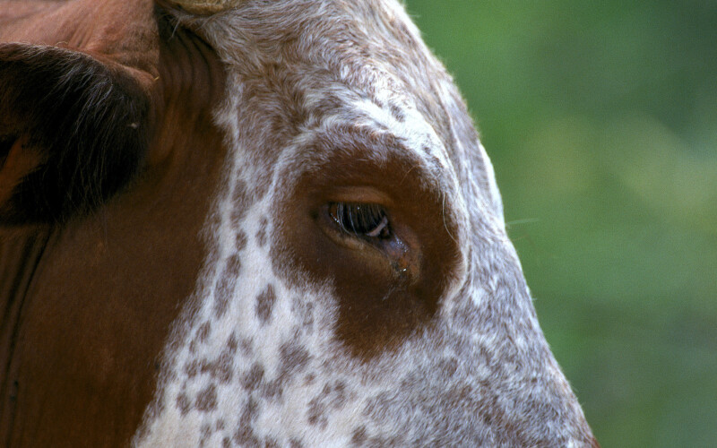 Cow_0148.jpg