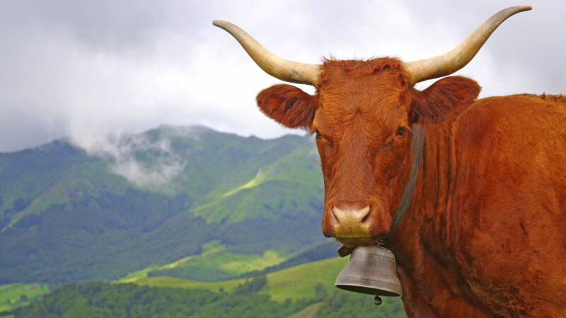 Cow_0150.jpg