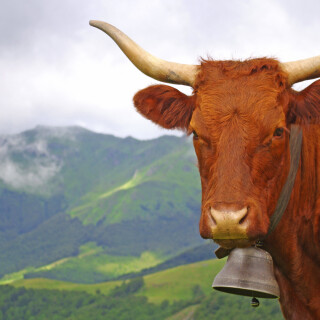 Cow_0150