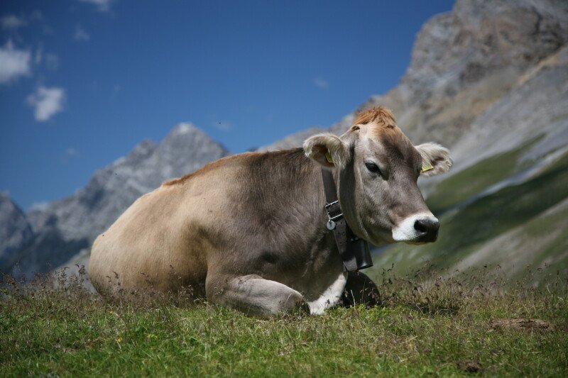 Cow_0151.jpg