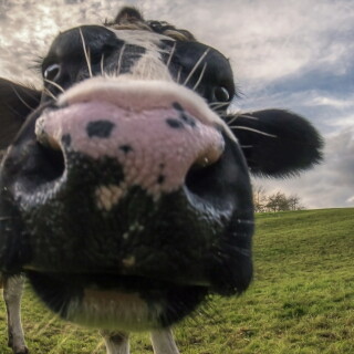 Cow_0162