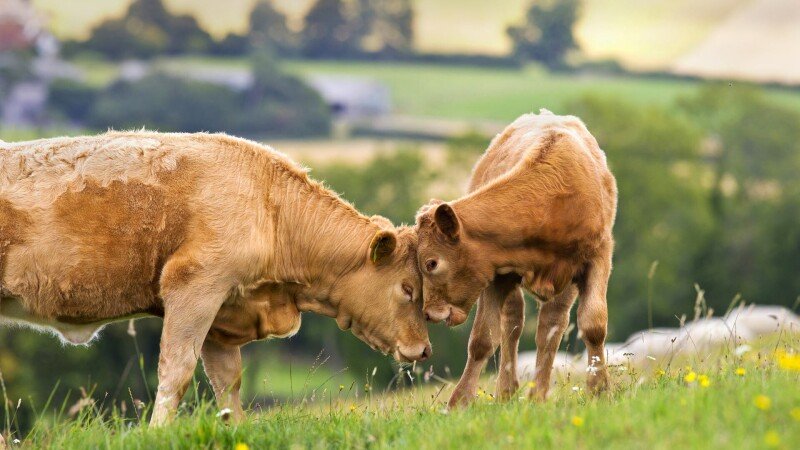 Cow_0170.jpg