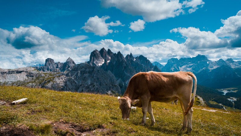 Cow_0172.jpg