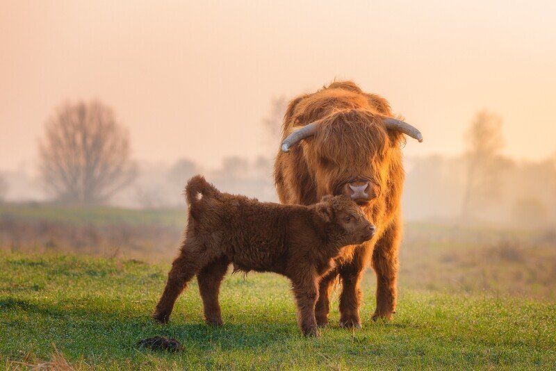 Cow_0174.jpg