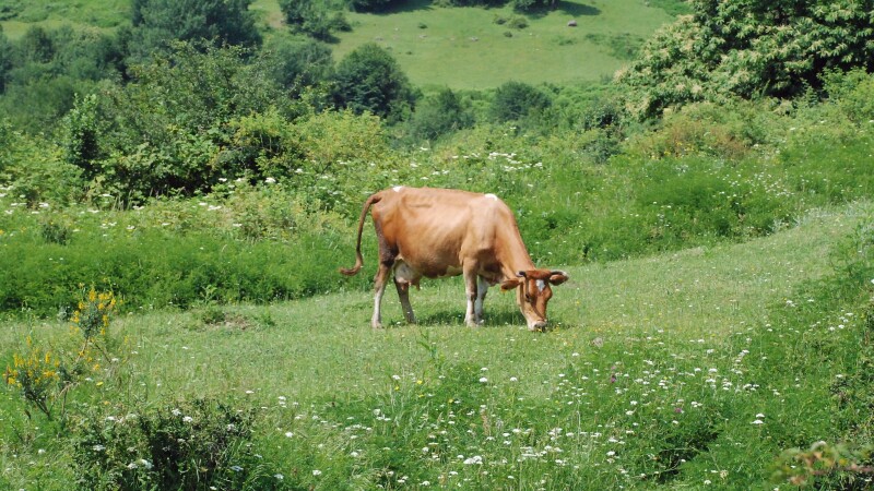 Cow_0180.jpg