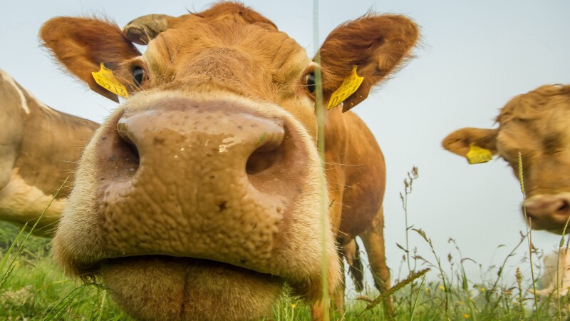 Cow_0182.jpg